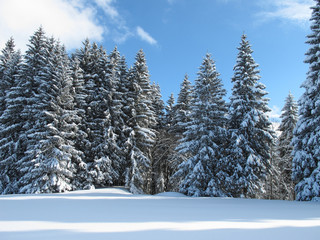 Obraz premium Winterwald