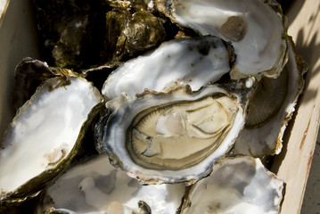 opened oyster on top of each other