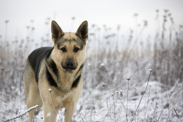 Alsatian dog