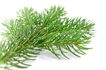 fir branche Christmas decoration on white background