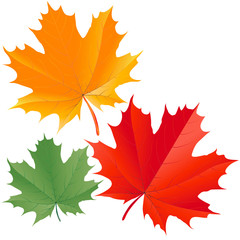 Colorful maple leaves