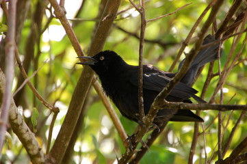 L'oiseau Quiscale noir