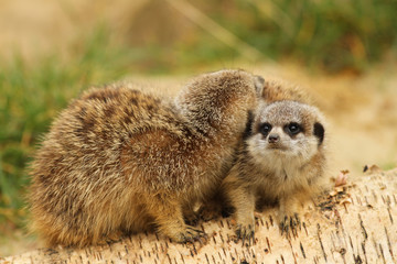 Baby meerkats