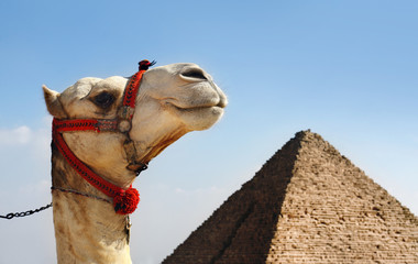 Camel with a Pyramid in background