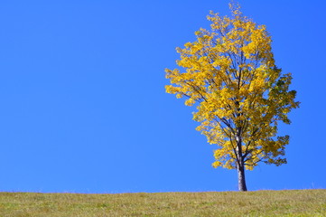 Obraz premium Beautiful autumn landscape