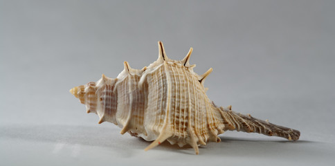 sea shell over grey background still life. is not isolated