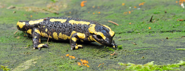 Fetter Salamander