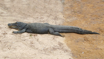 Krokodil