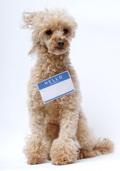 Poodle with Name Tag