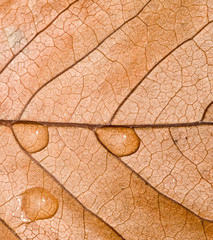 Obraz premium Waterdrops on Autumn Fall leaf