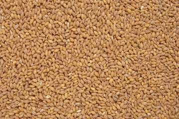 Barley
