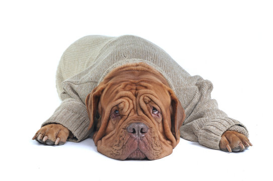 Big Dog Lying in Sweater