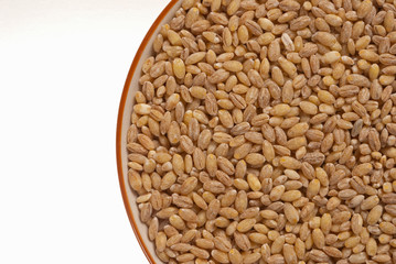 Barley