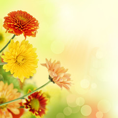 Colorful mums flowers on warm bokeh background - 27351761