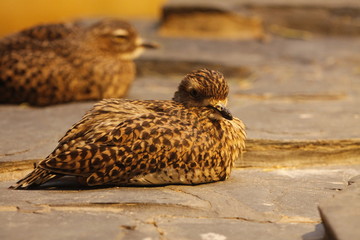 Kaptriel in Nahaufnahme