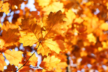 Naklejka na ściany i meble the branch of yellow autumn leaves
