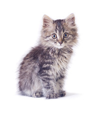 little kitty sitting