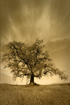 Oak Tree Under Fair Weather Sky