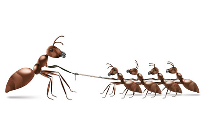 ant rope pulling
