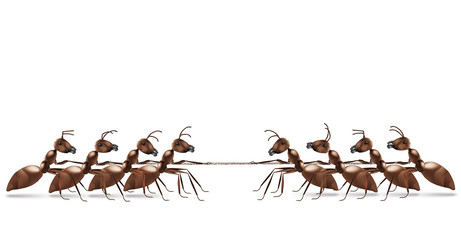 Fototapeta premium ant rope pulling