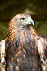 Golden Eagle