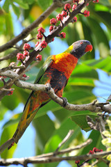 Rainbow lorikeet is sitting on a branch