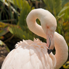 Fototapeta premium Greater flamingo is preening feathers