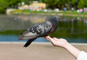 The pigeon on a hand
