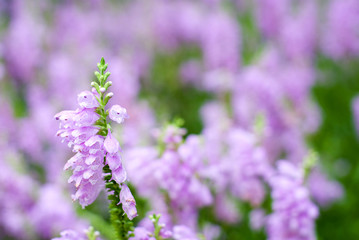 ハナトラノオのお花畑