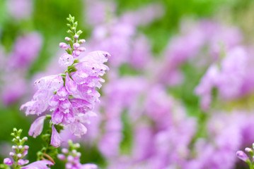 ハナトラノオのお花畑