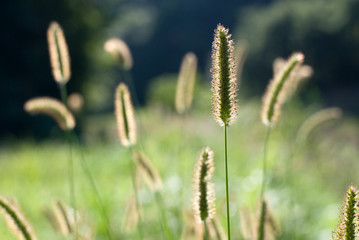 光の当たったエノコログサの穂