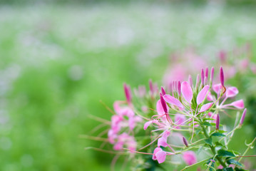 クレオメの花