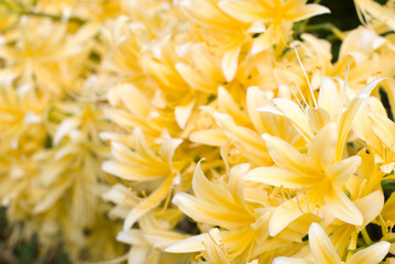 アケボノショウキランのお花畑