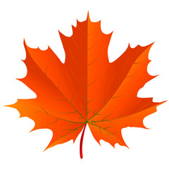 Maple leaf over a white background