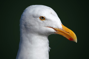 Portrait of a Seagull