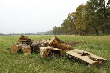 group of logs