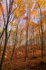 In the autumn forest...