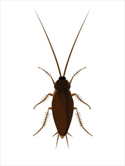 cockroach