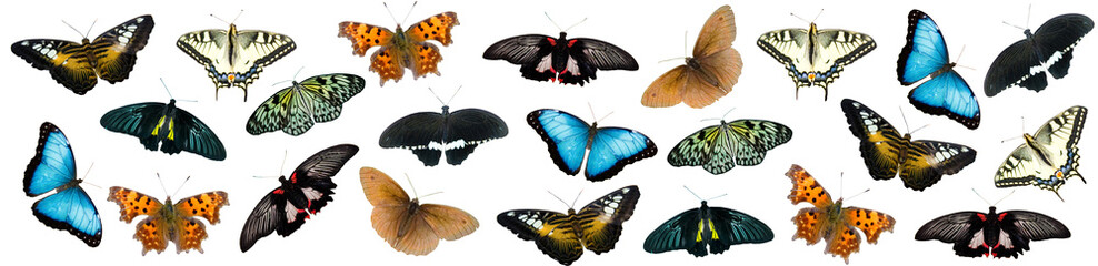 Naklejka premium Set of butterflies