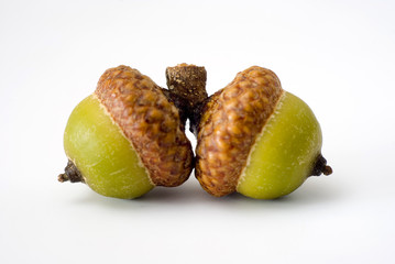 acorns made out © fotografaw