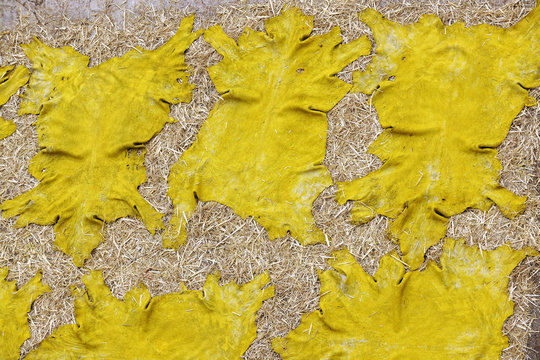 Yellow dyed animal hides spread out to dry at tannery in Fes