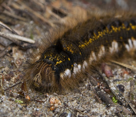 Barczatka napójka, napójka łąkówka Euthrix potatoria © Gucio_55