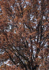 Fototapeta premium Quercus rubra