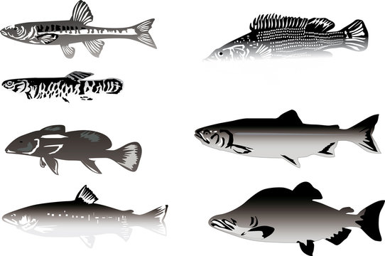 seven grey fishes isolated on white