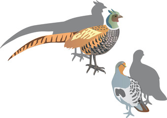 partridge and pheasant illustration