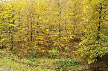 Bosque de Leurtza (Navarra)