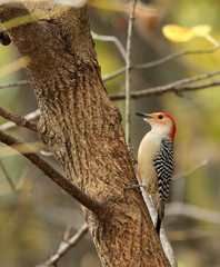 Red-bellied Woodpecker, Melanerpes carolinus