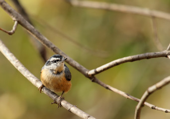 Red-breasted Nuthatch, Sitta canadensis