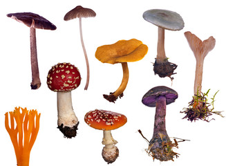 set of different toadstools on white