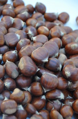 Chestnut (Castanea) and the edible nuts they produce